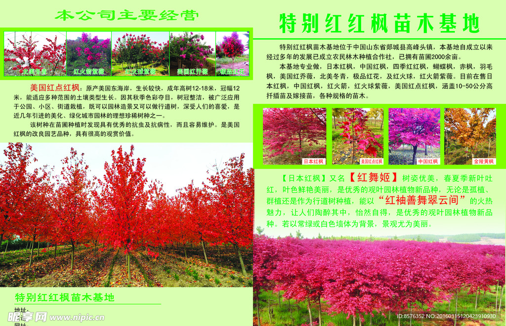 红枫单页