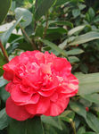 茶花