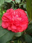 茶花