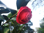 茶花