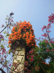 炮仗花