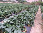 草莓