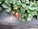 草莓
