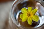 花茶