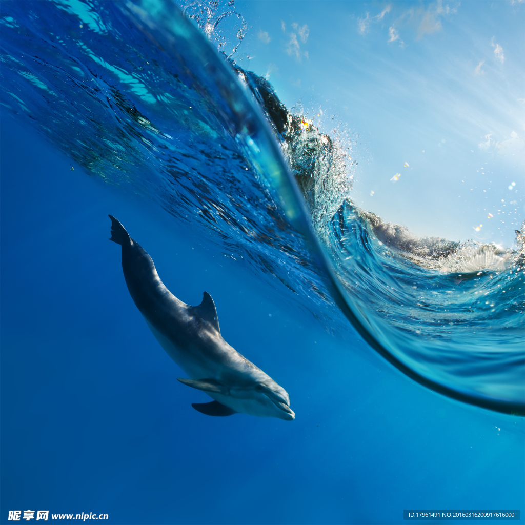 可爱海豚