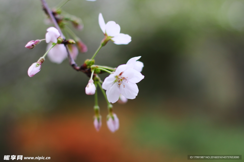 梨花