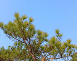 蓝天下的杉树