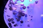 海洋生物