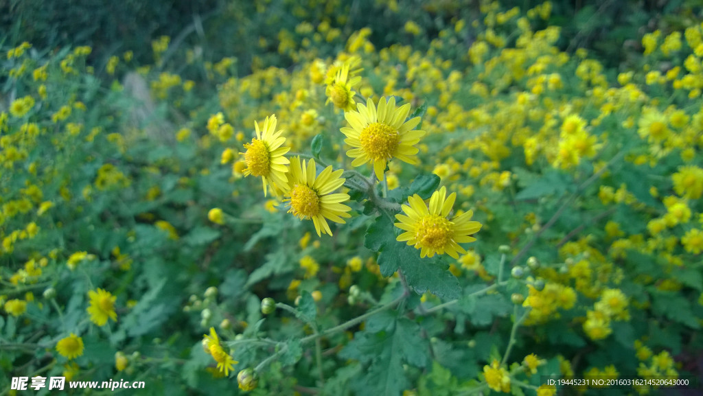 野菊