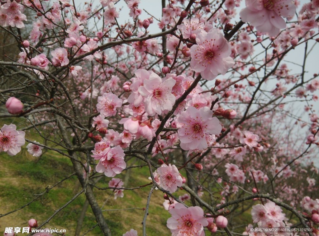 梅花