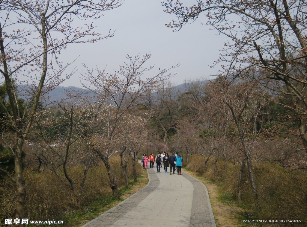 梅花山道