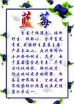 蓝莓