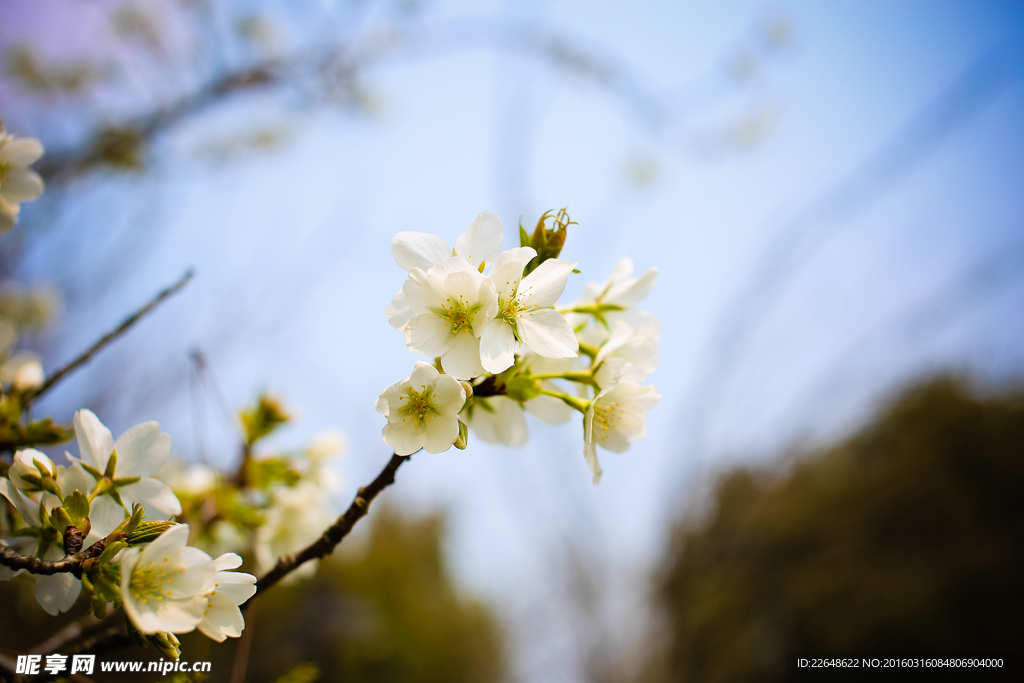 樱花