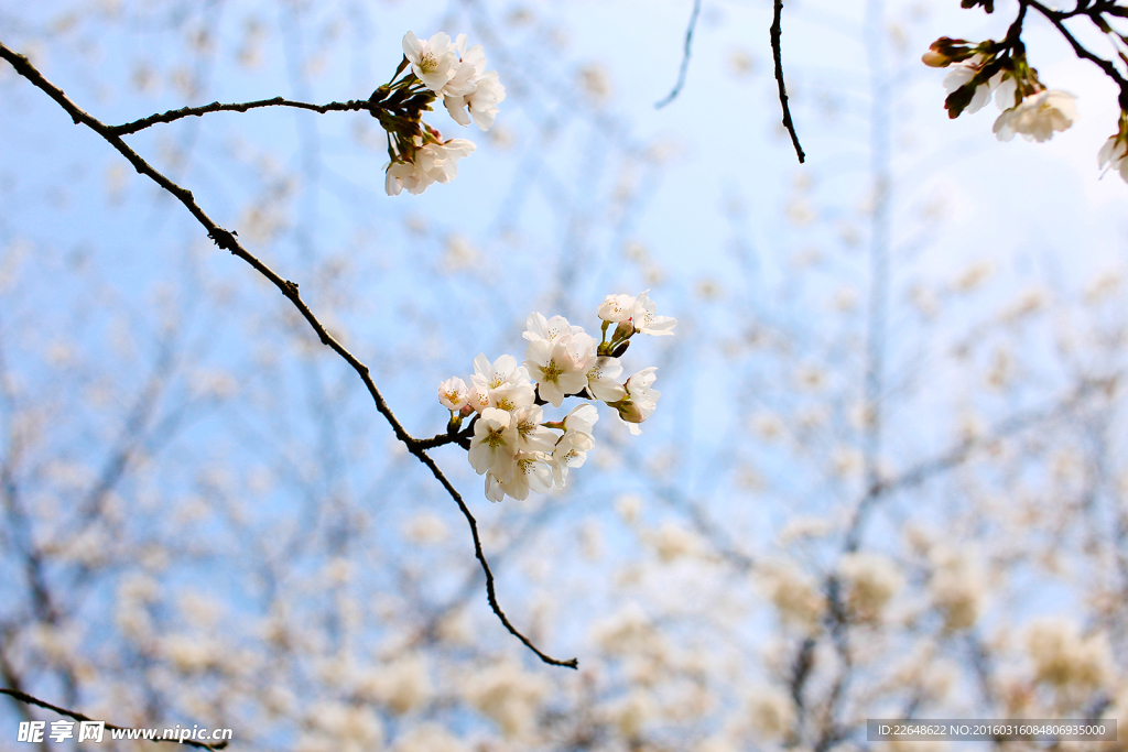 樱花