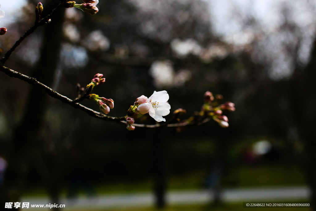 樱花