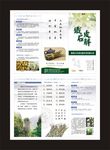 铁皮石斛-三折页