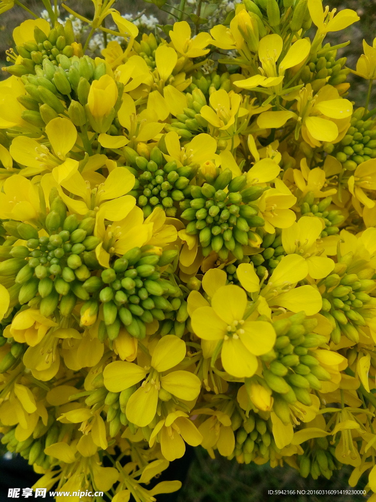 油菜花