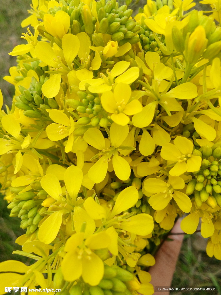 油菜花