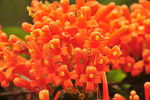 炮仗花