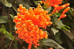 炮仗花