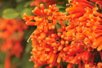 炮仗花