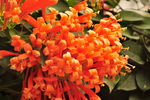 炮仗花