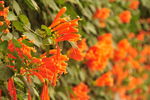 炮仗花