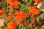 炮仗花