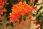 炮仗花