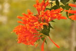 炮仗花