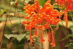 炮仗花