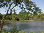 南京植物园 湖水 树