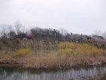 南京梅花山 琵琶湖