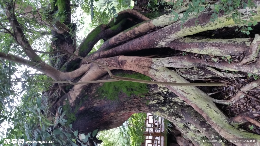 树根