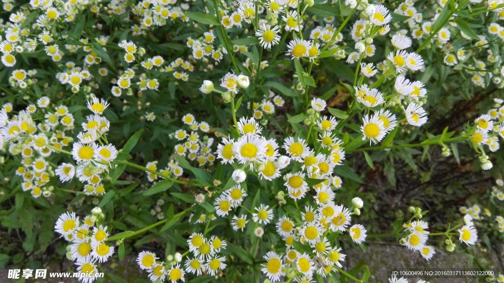 野菊花