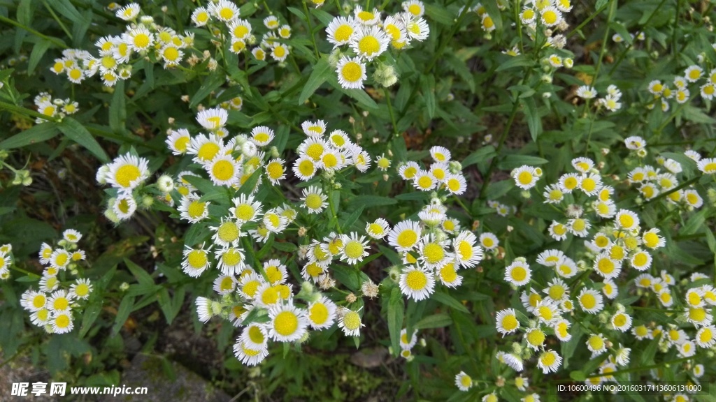 野菊花