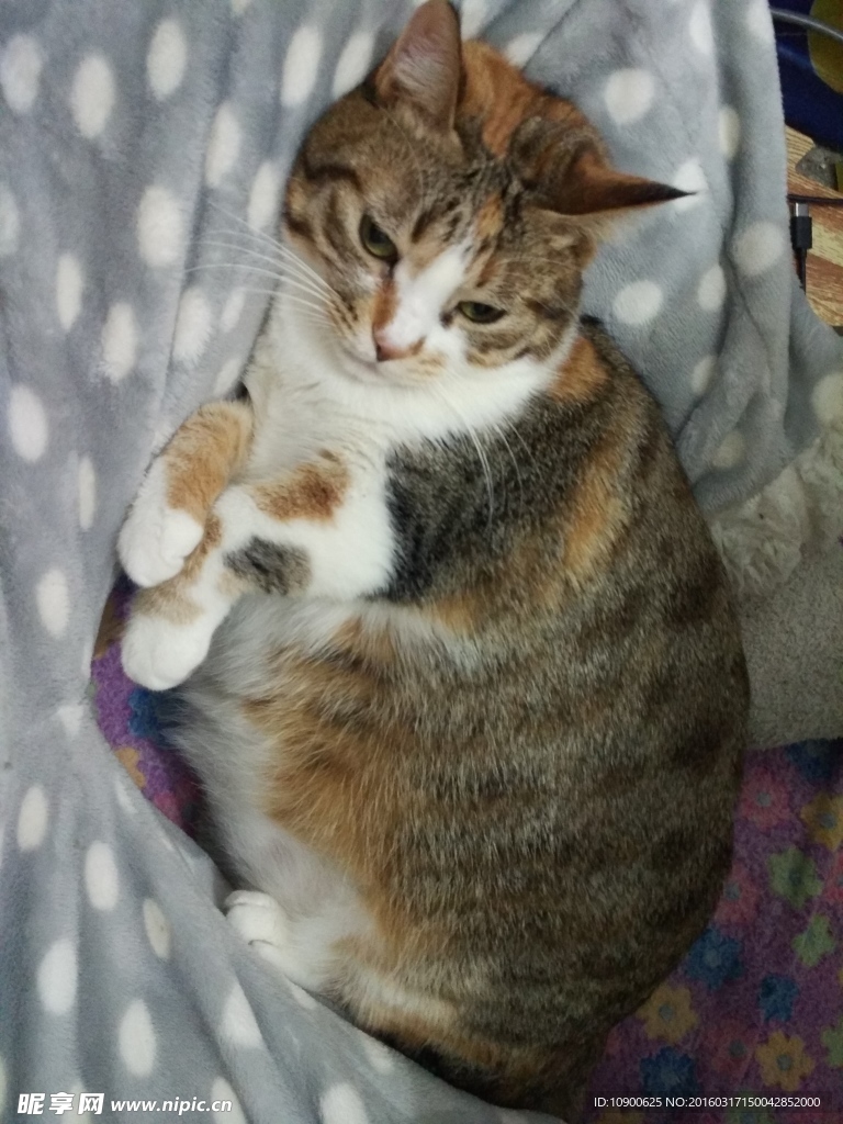 猫睡觉