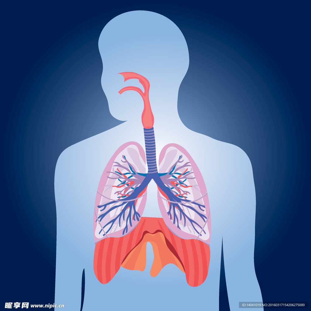 肺生理插图