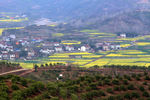 马渡河村油菜花