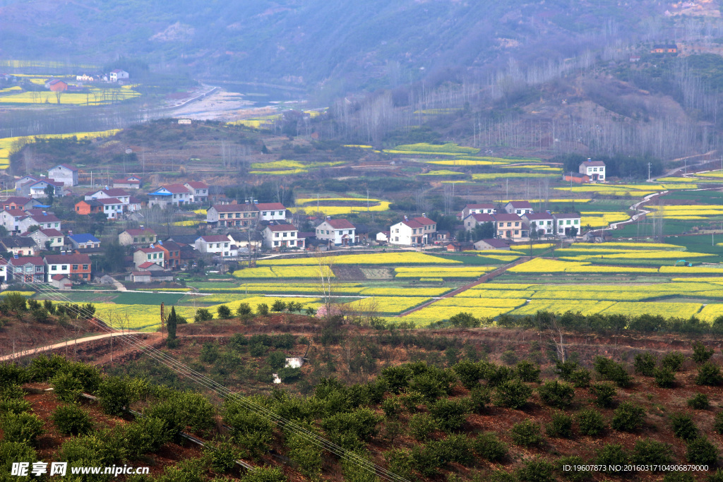 马渡河村油菜花