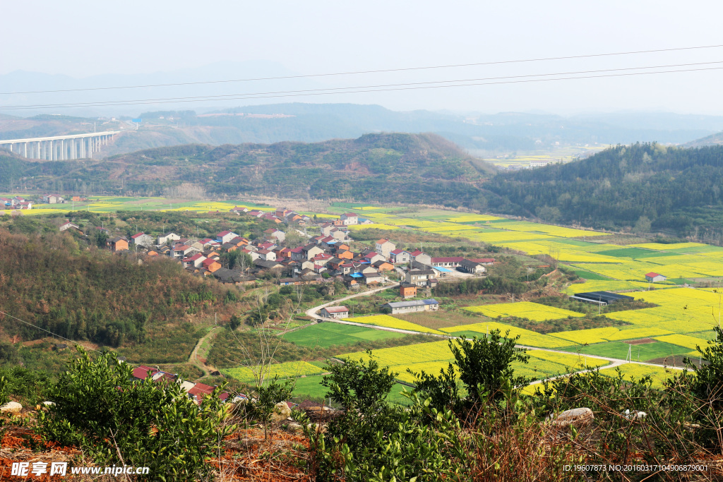 马渡河村油菜花