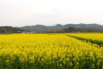 马渡河村油菜花