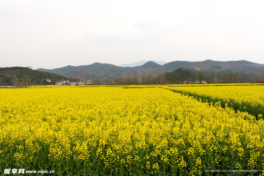 马渡河村油菜花