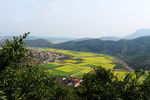 马渡河村油菜花