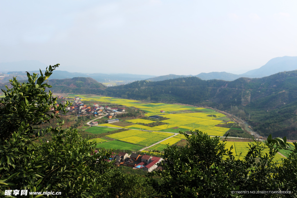 马渡河村油菜花