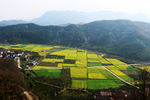 马渡河村油菜花