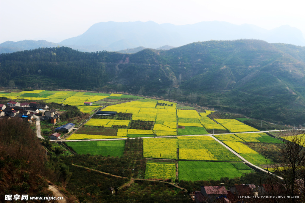 马渡河村油菜花