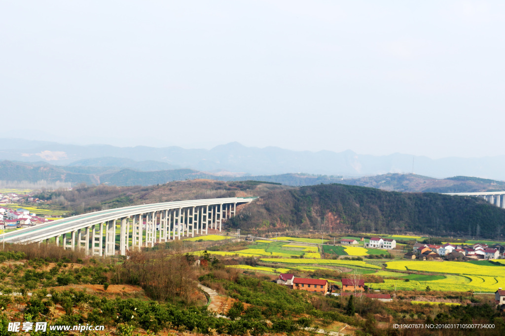 马渡河村油菜花