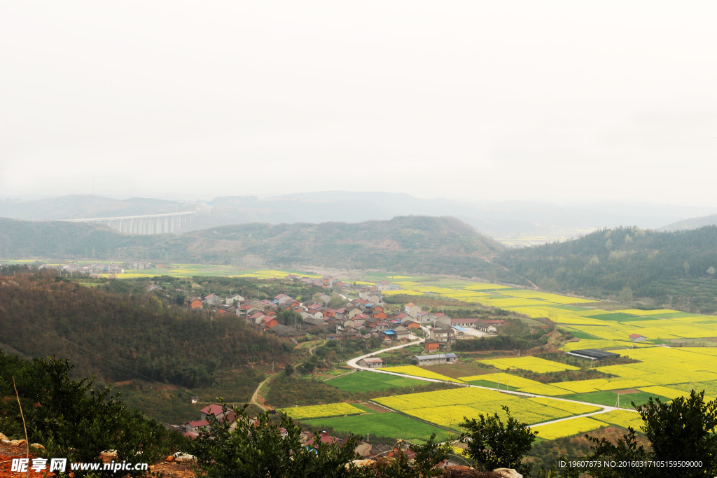 马渡河村油菜花