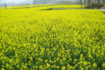 马渡河村油菜花